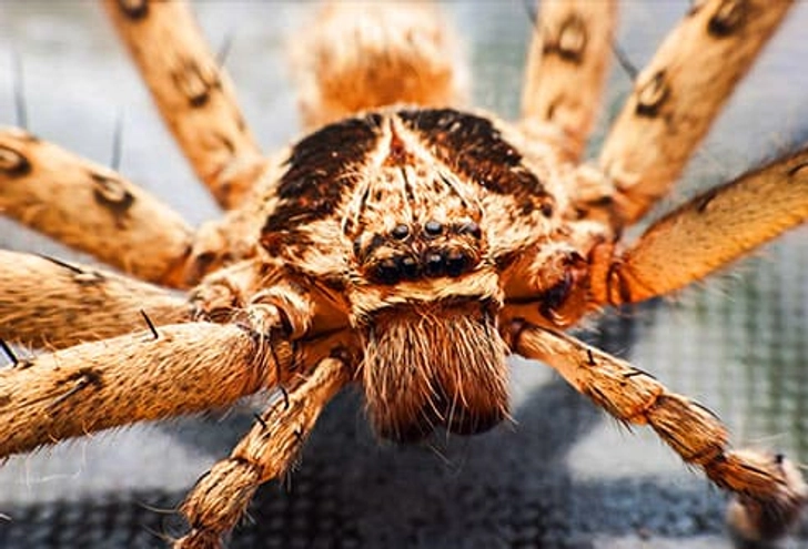 Spiders Spiders