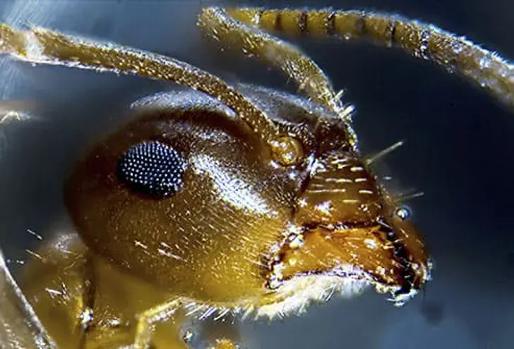 Ants Ants