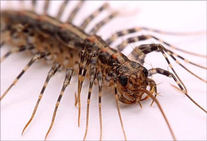 Centipedes