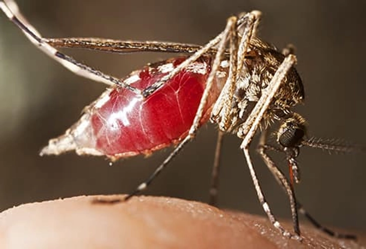 Mosquitoes