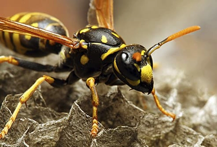 Wasps and Bees Wasps and Bees