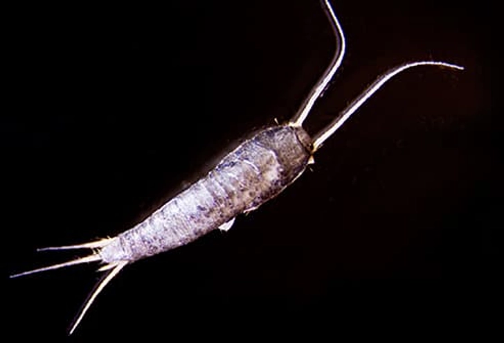 Silverfish and Firebrats Silverfish and Firebrats
