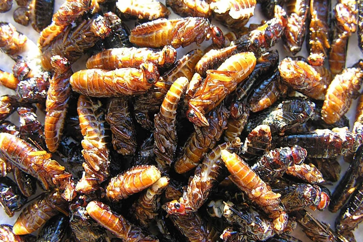 Termites
