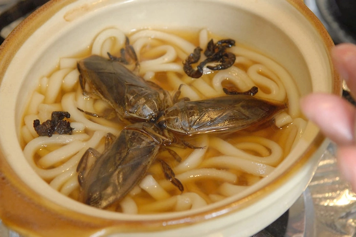 Giant Water Bug