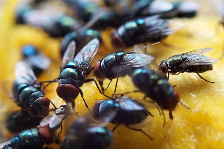 Flies