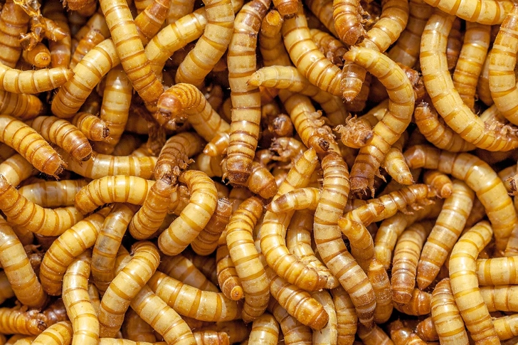 Mealworms