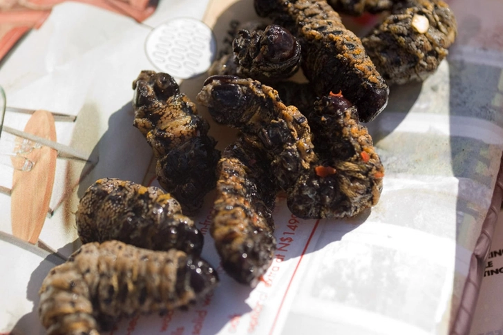 Caterpillars