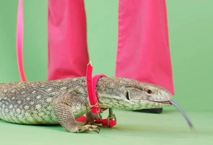 Other Pets to Consider: Reptiles Other Pets to Consider: Reptiles