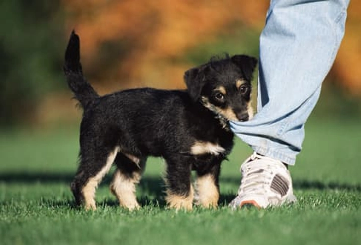 Doggie Downside: Must Be Trained Doggie Downside: Must Be Trained