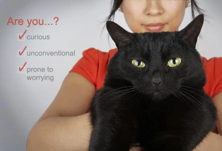 The Typical Cat Person The Typical Cat Person