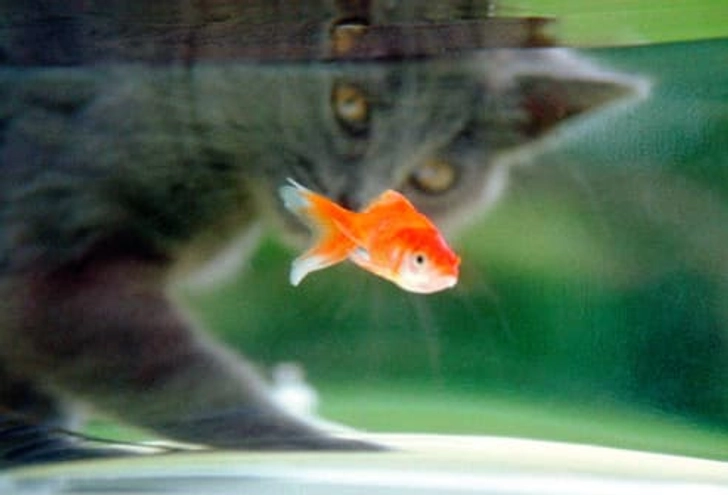 Other Pets to Consider: Fish Other Pets to Consider: Fish