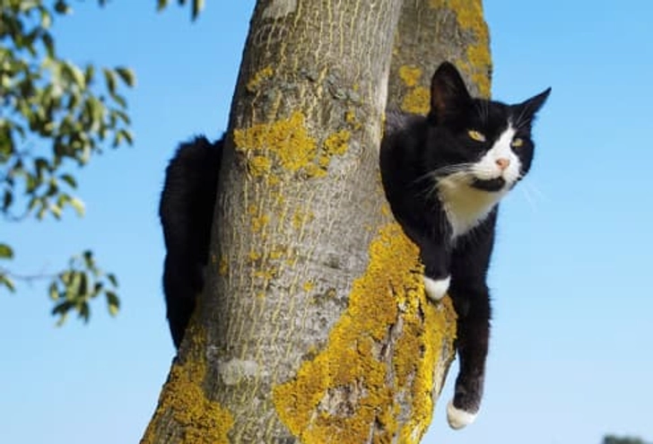 Kitty Upside: Independent Kitty Upside: Independent