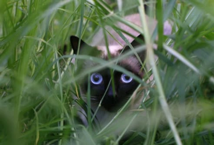Kitty Downside: Can Be Standoffish Kitty Downside: Can Be Standoffish