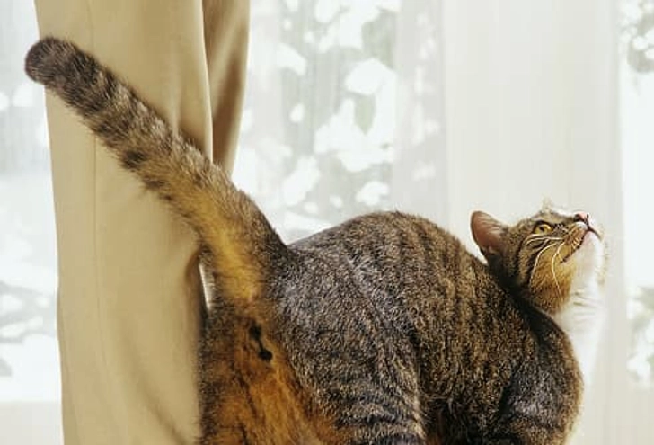 What Is Your Cat Saying? What Is Your Cat Saying?