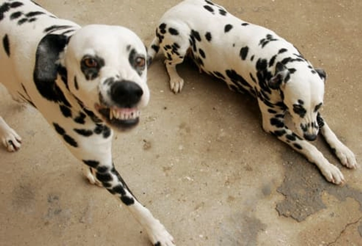 What Is Your Dog Saying? What Is Your Dog Saying?