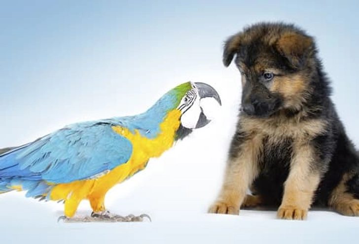Other Pets to Consider: Birds Other Pets to Consider: Birds