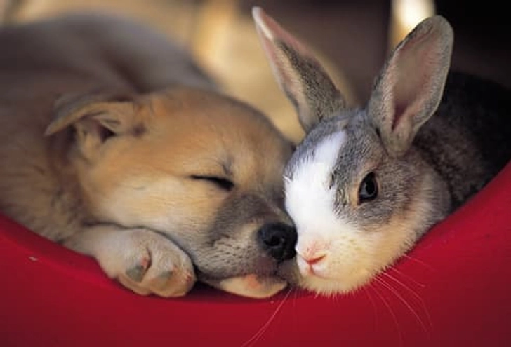 Other Pets to Consider: Rabbits Other Pets to Consider: Rabbits