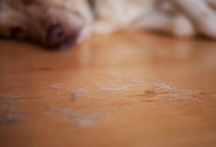 Doggie Downside: Hair Everywhere Doggie Downside: Hair Everywhere