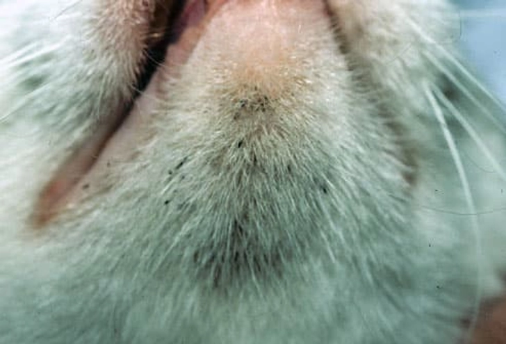 Feline Acne Feline Acne