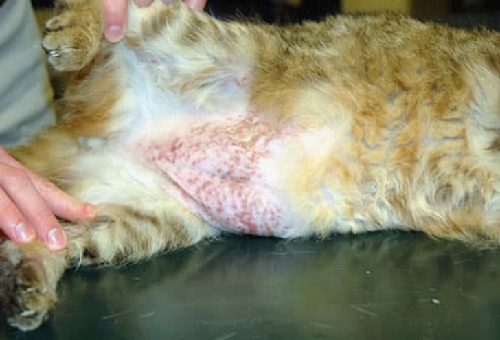 Allergic Dermatitis