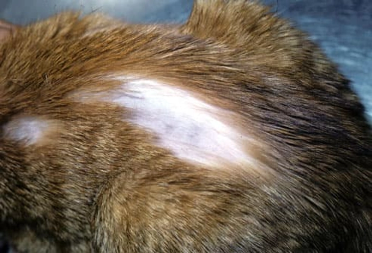 Shedding and Hair Loss (Alopecia) Shedding and Hair Loss (Alopecia)