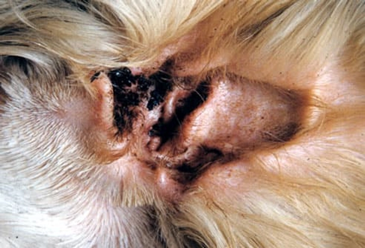 Ear Mites Ear Mites