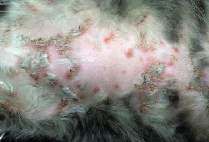 Bacterial Infections Bacterial Infections