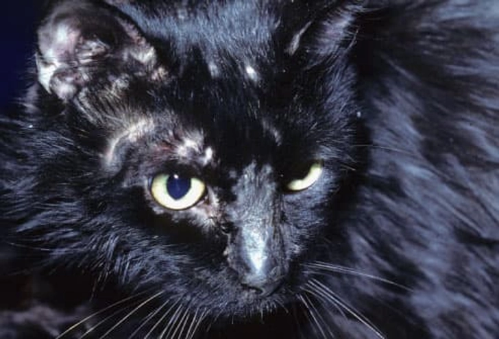 Ringworm Ringworm