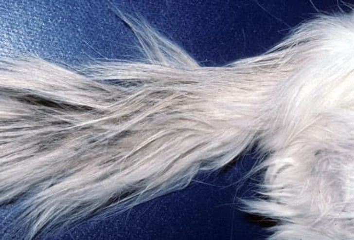 Stud Tail Stud Tail