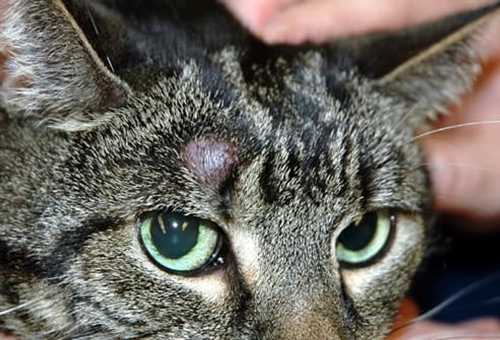 Skin Tumors Skin Tumors