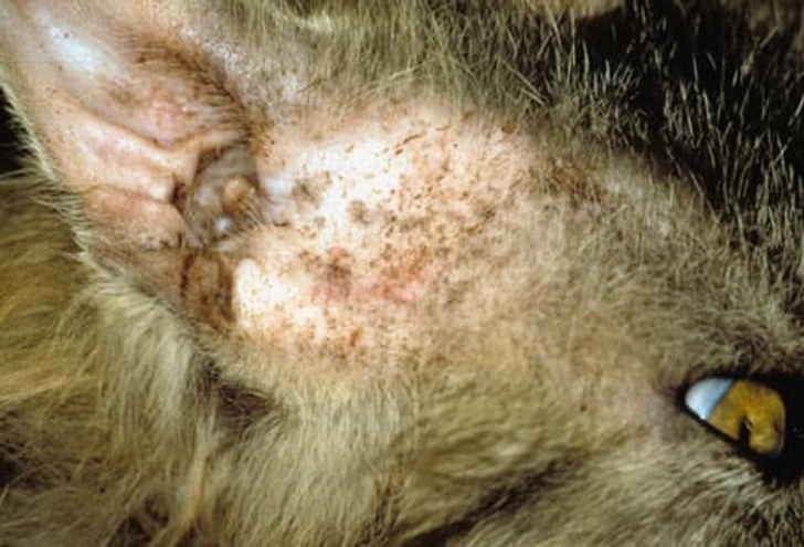 Yeast Infections Yeast Infections