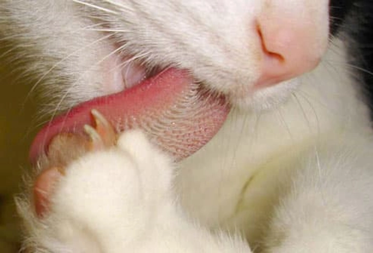 Compulsive Grooming Compulsive Grooming