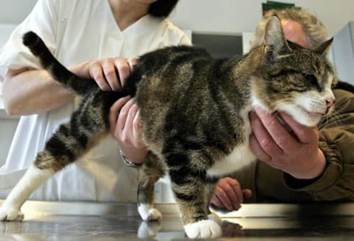 When to See the Vet When to See the Vet
