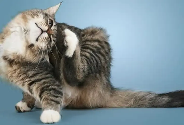 Cat Skin Problems Cat Skin Problems