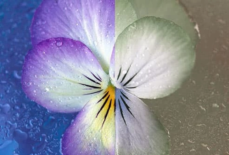Cataract Symptom: Color Changes Cataract Symptom: Color Changes