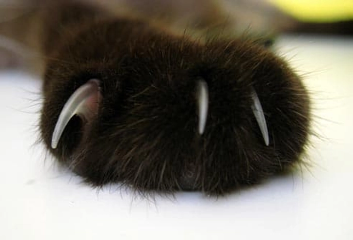 Should You Declaw?
