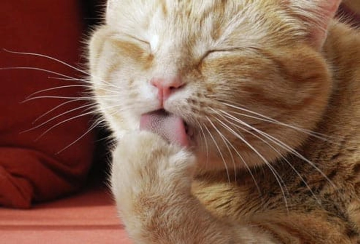 Keeping Your Cat Clean
