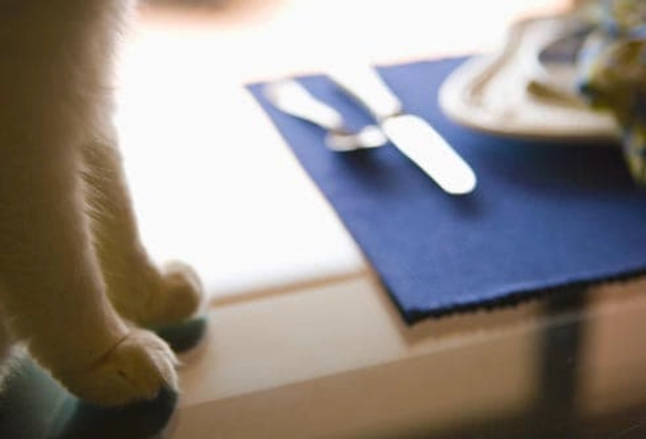 Can Cats Make You Sick?