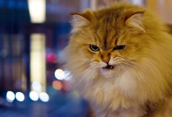 Why Do Cats Spray?