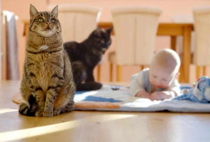 Cats and Babies