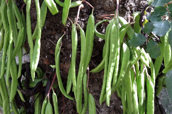 Carob