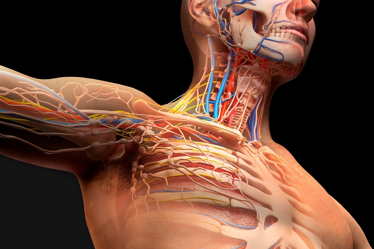 What Collagen Does for Your Body