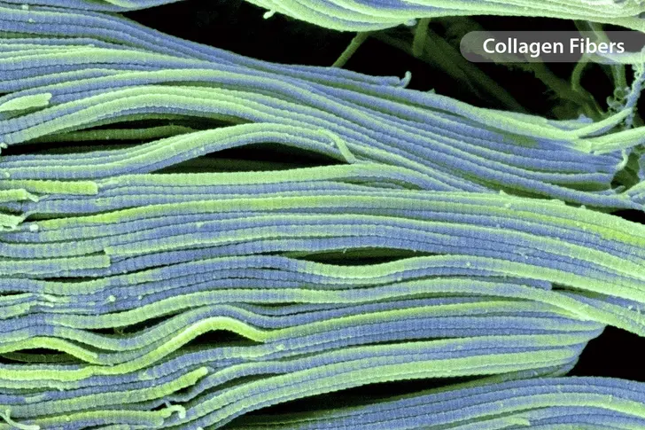 What Is Collagen?