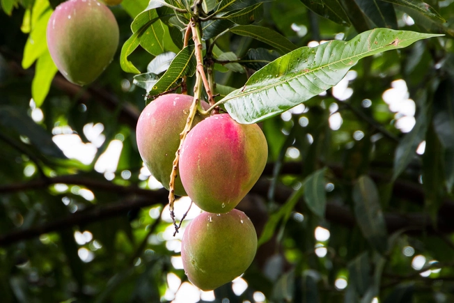 Mangoes Mangoes