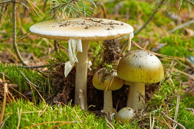 Mushrooms Mushrooms