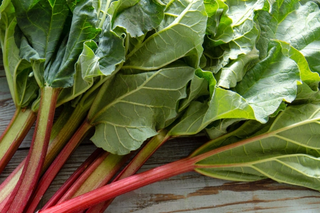Rhubarb Leaves Rhubarb Leaves
