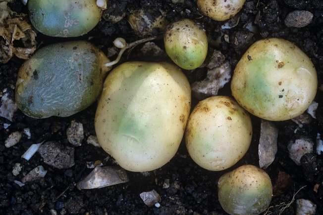 Green Potatoes