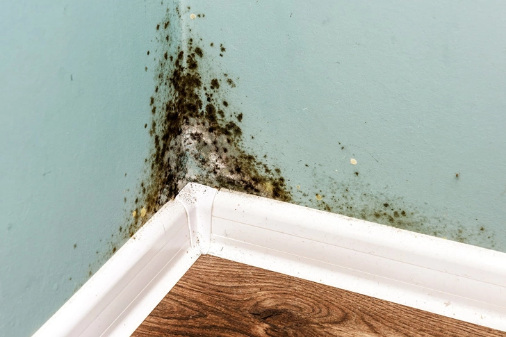 Mold Mold