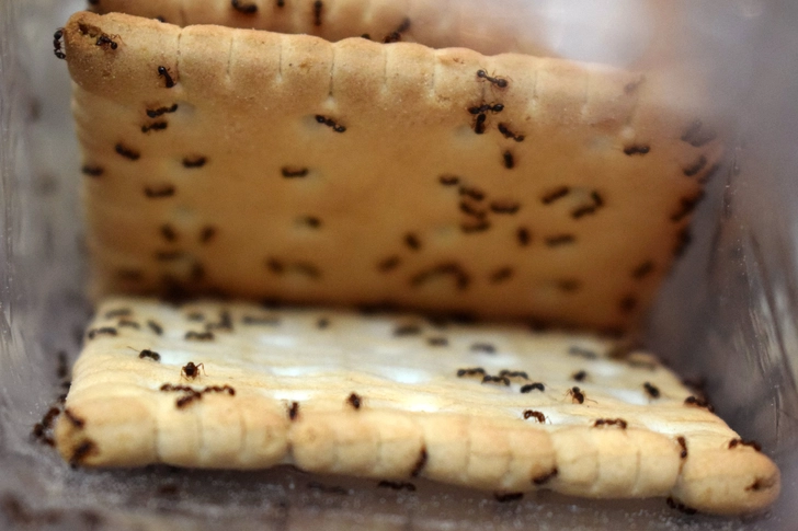 Ants