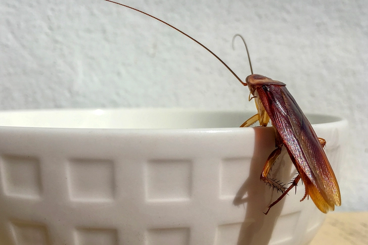 Cockroaches Cockroaches